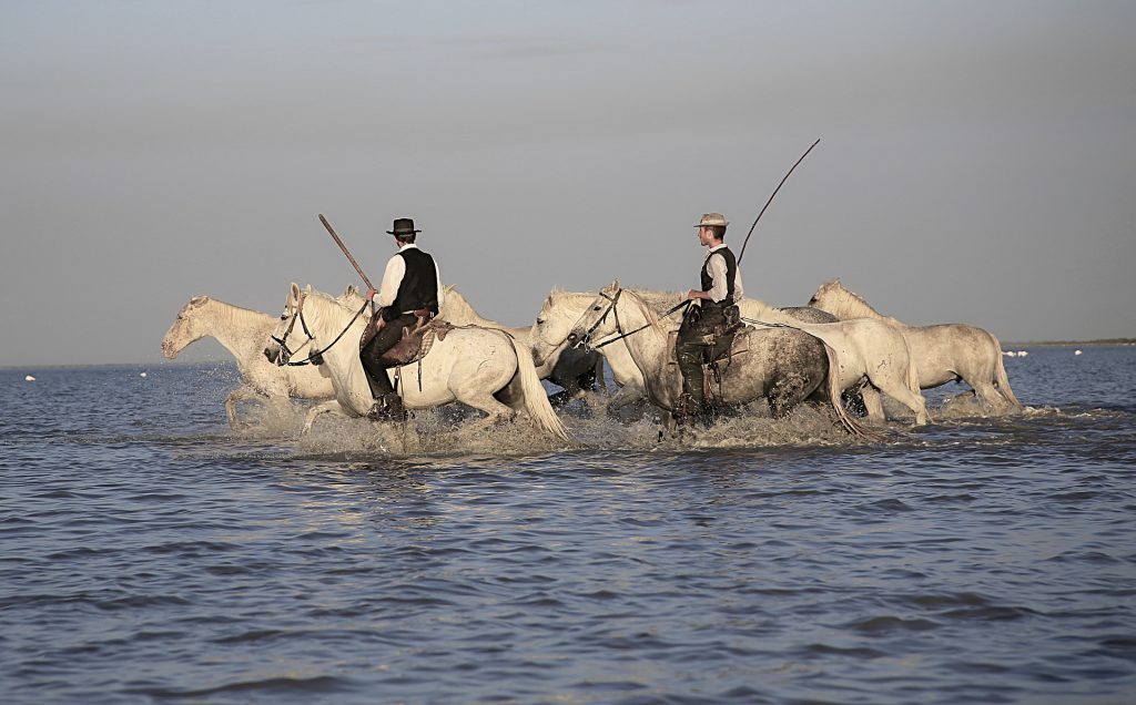 gardiens chevaux